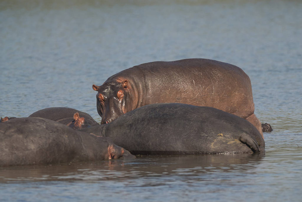 Hipopótamos en la naturaleza salvaje, Sudáfrica
 - Foto, imagen