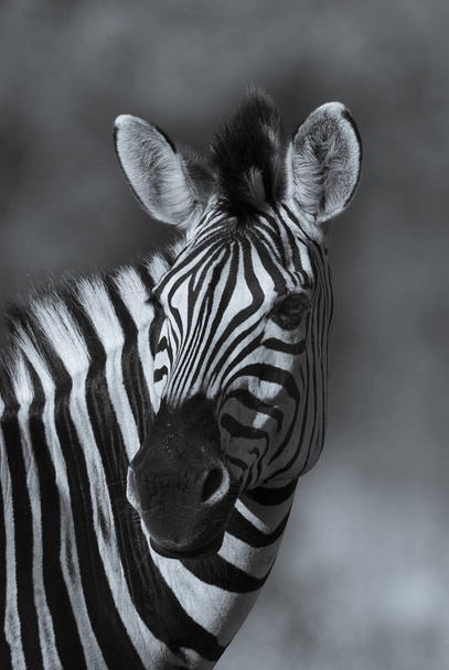 Зебра в дикой природе ЮАР
 - Фото, изображение