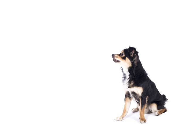 comprimento total de cão chihuahua pequeno bonito no estúdio isolado no fundo branco
 - Foto, Imagem