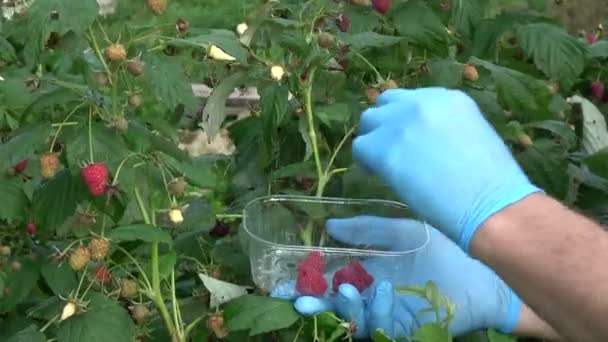 Ogrodnik ręce pick świeżych malin w mały plastikowy pojemnik do zbioru dla przechowywać w lodówce zamrażać - Materiał filmowy, wideo
