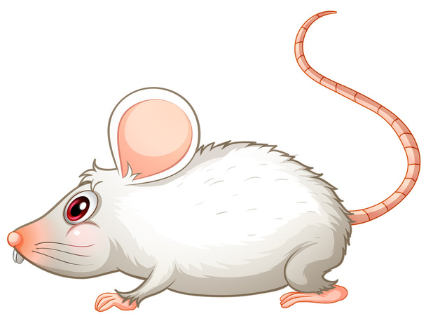 Белая мышь
 - Вектор,изображение