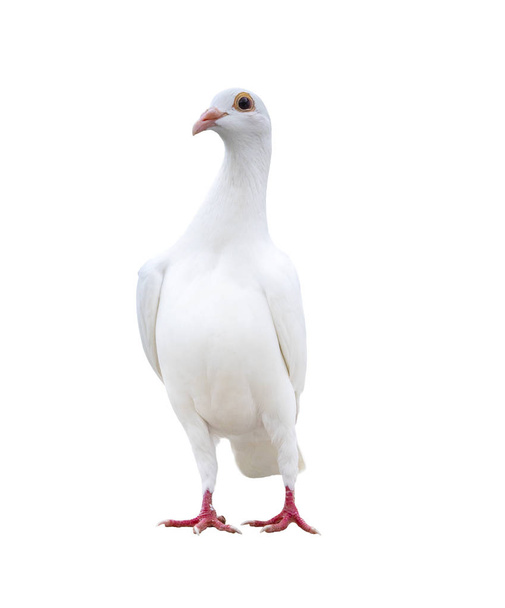 hoofdgedeelte van het portret van white feather snelheid racing pigeon isoleren witte achtergrond - Foto, afbeelding