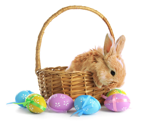 Fluffy foxy rabbit in basket with Easter eggs isolated on white - 写真・画像