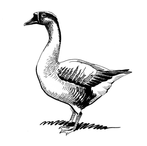 Oiseau domestique. Illustration en noir et blanc
 - Photo, image