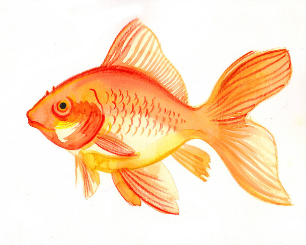 Gold fish on white background - Фото, зображення