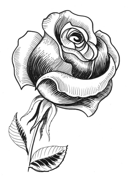 Ink black and white drawing of a single white rose flower - Φωτογραφία, εικόνα
