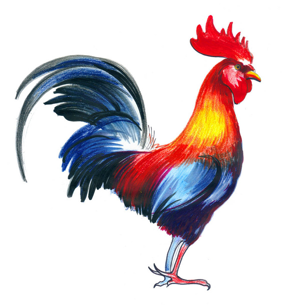 Lápiz de color ilustración de un pájaro gallo sobre fondo blanco
 - Foto, imagen