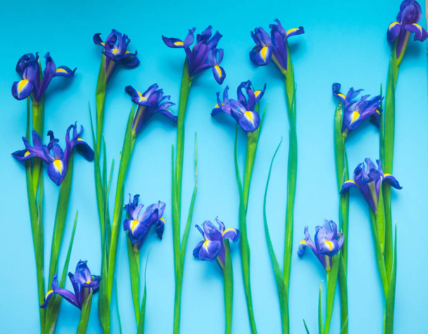Beautiful iris flowers on a blue background, celebration, greeting card, space for text. - Фото, изображение