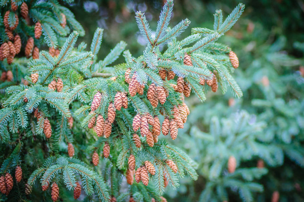 Coniferous tree branches with many cones. Picea pungens. Blue spruce - Photo, Image