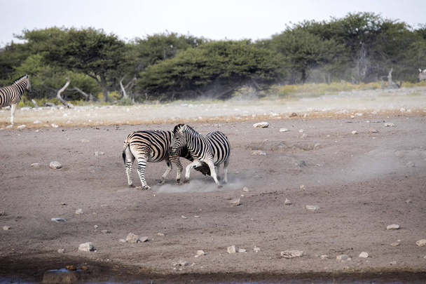 Boj dvou hřebců Damarský zebra, Equus burchelli antiquorum, národní Park Etosha, Namibie - Fotografie, Obrázek