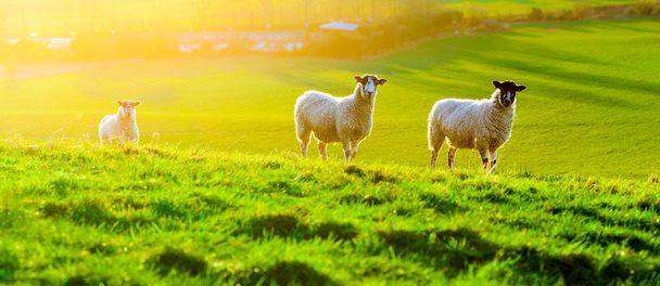 Pecore al pascolo al tramonto - Foto, immagini