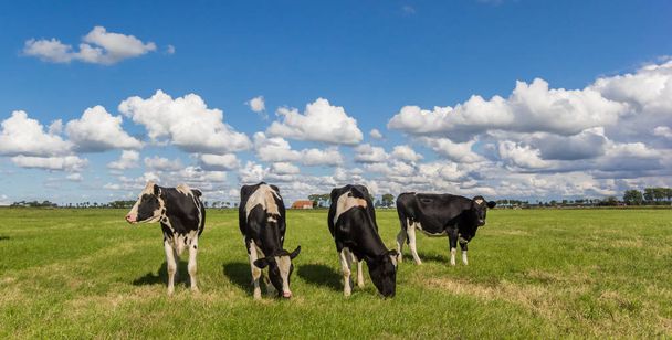 Panorama van Nederlandse zwart-witte Holstein koeien in Nederland - Foto, afbeelding