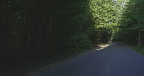 4k - Überqueren einer Straße in einem Laubwald. Schießen an einem sonnigen Tag. - Filmmaterial, Video