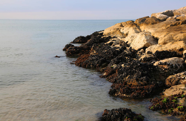 sea and black mussels on the rocks in summer - Φωτογραφία, εικόνα