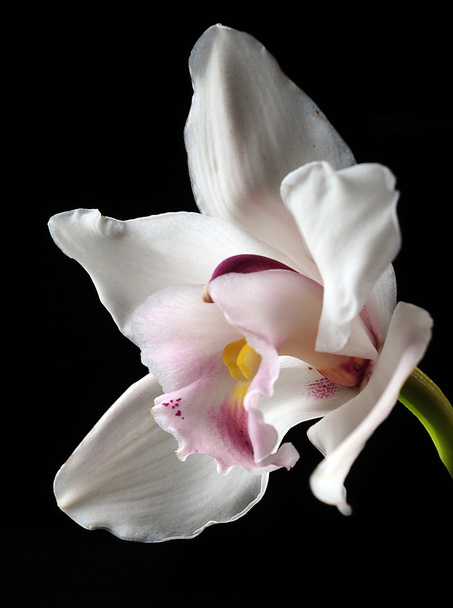 белый и розовый цветок орхидей
 - Фото, изображение