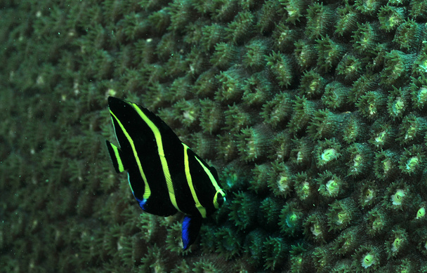 French angelfish or Pomacanthus paru underwater in ocean - Photo, Image