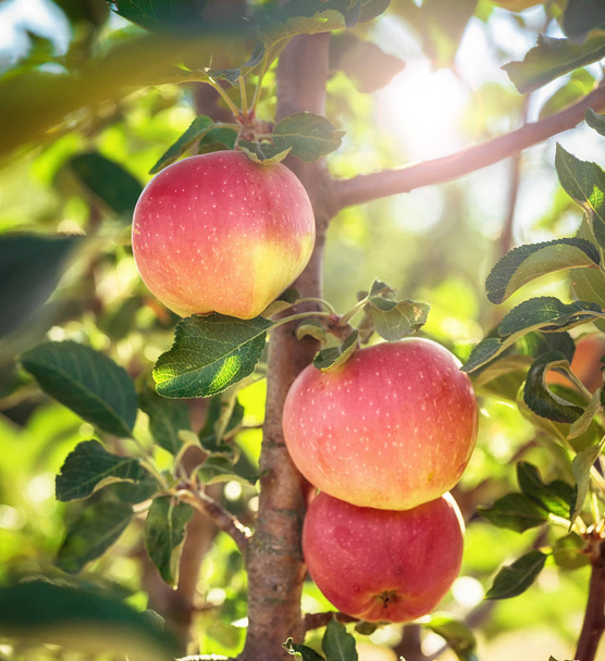 Olgun elma ile elma ağacı - Fotoğraf, Görsel