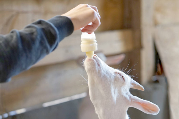 Uma pequena cabra a ser alimentada com leite numa garrafa. Cordeiros alimentados com leite de uma garrafa de mãos de menina
. - Foto, Imagem