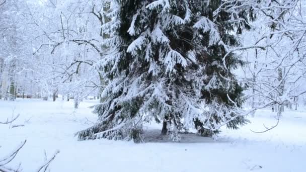 panoramiczny widok wysoki jodła drzewa parku pokryte gęstym śniegu zimą - Materiał filmowy, wideo