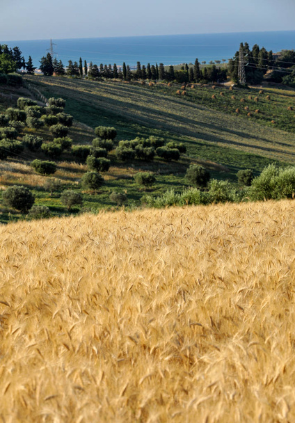 Vue panoramique sur les oliveraies et les fermes sur les collines des Abruzzes et en arrière-plan sur la mer Adriatique. Italie
 - Photo, image