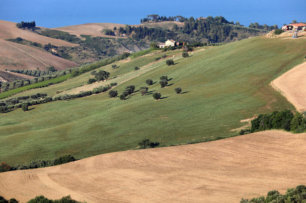 Vista panorámica de olivares y granjas en colinas de Abruzos y en el fondo el mar Adriático. Italia
 - Foto, imagen