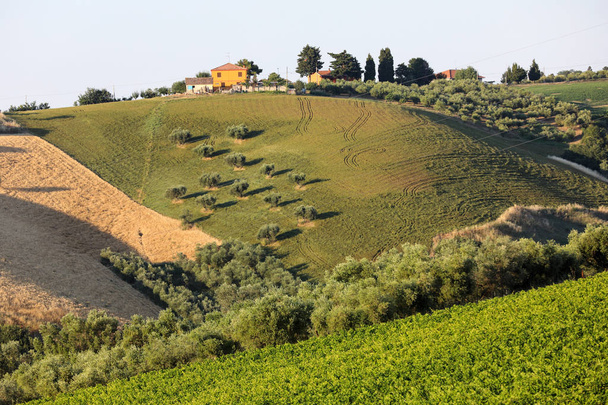 Panoramisch zicht van olijfbomen, wijngaarden en boerderijen op de glooiende heuvels van Abruzzo. Italië - Foto, afbeelding