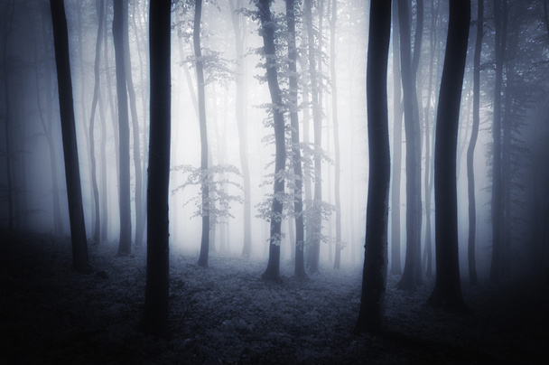 foresta buia con nebbia - Foto, immagini