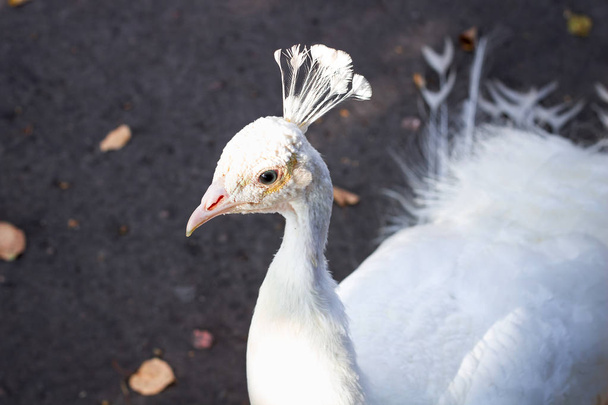 Close-up portrait of snow-white bird peafowl peahen with feather crown on head - Photo, image