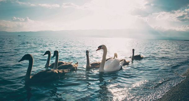 swan family on a lake ohrid in macedonia,image of a - Фото, зображення