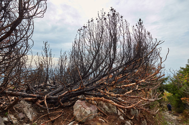 Κατέστρεψε τμήμα του δάσους. Στάχτη και τα απομεινάρια των καμένων δένδρων μετά από μια πυρκαγιά στο δάσος στην κορυφή του λόφου - Jested κοντά στην πόλη Liberec, 2018. - Φωτογραφία, εικόνα