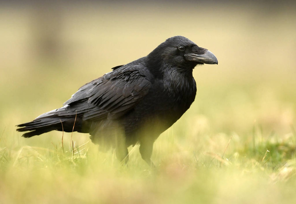 Vue rapprochée du corbeau commun dans l'habitat naturel
 - Photo, image