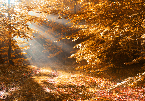 Beautiful morning in autumn forest - Photo, Image