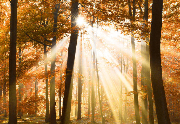 木の天蓋で秋の夜明け - 写真・画像
