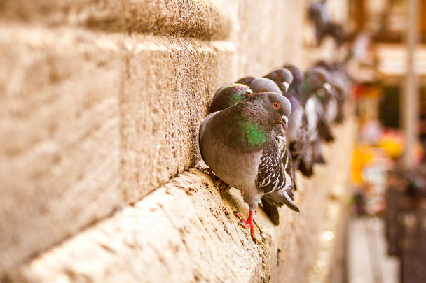 Pigeons on the stairs of New Mosque (Yeni Camii). The New Mosque is an Ottoman imperial mosque completed in 1665, located in Istanbul, Turkey. - Photo, Image