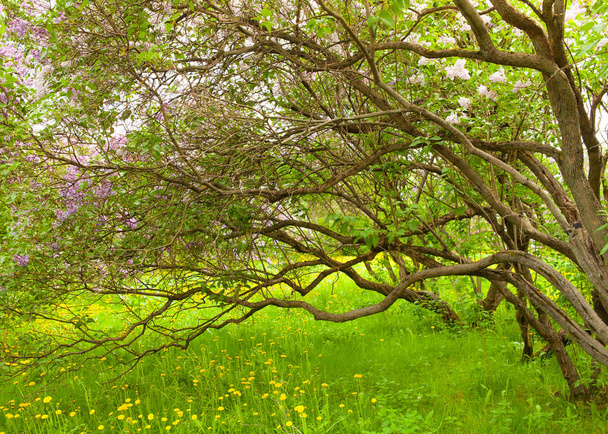 Csodálatos természetes nézetet a kert napos Tavasz zöld levelek, mint a háttér világos lila virág. - Fotó, kép