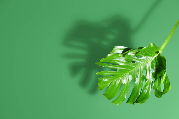 Fresh tropical leaf on color background - Photo, image