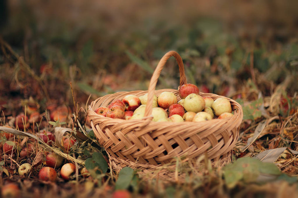 Jablka sklizní od Orchard, shromážděné v košíku - Fotografie, Obrázek