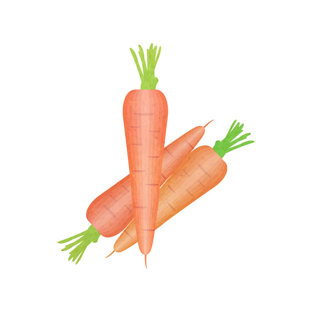 Aquarelle dessinée à la main carotte isolée sur fond blanc. Illustration vectorielle eps10
. - Vecteur, image