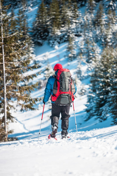 Αναρρίχηση με ένα σακίδιο, πεζοπορία κοντάρια και snowshoes είναι στο χιόνι το χειμώνα βουνά στο φόντο του δάσους ερυθρελάτης. - Φωτογραφία, εικόνα