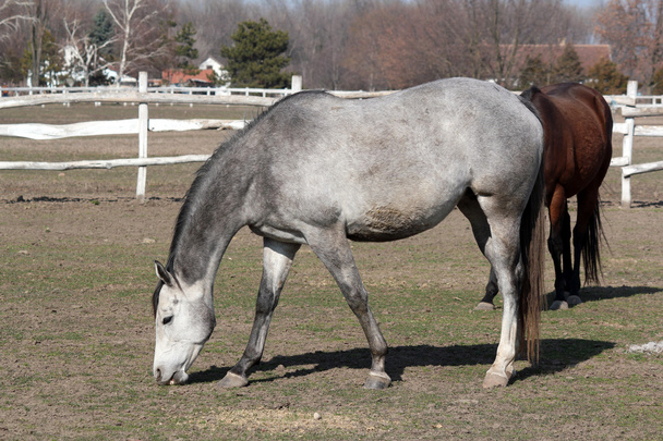 caballo gris en corral
 - Foto, imagen
