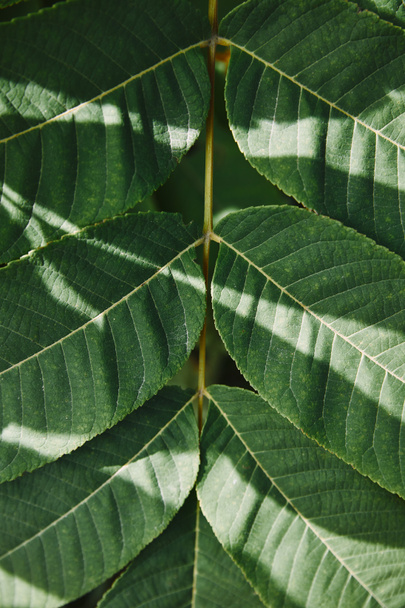 primer plano de hojas verdes en ramita con luz solar en jardín
 - Foto, Imagen