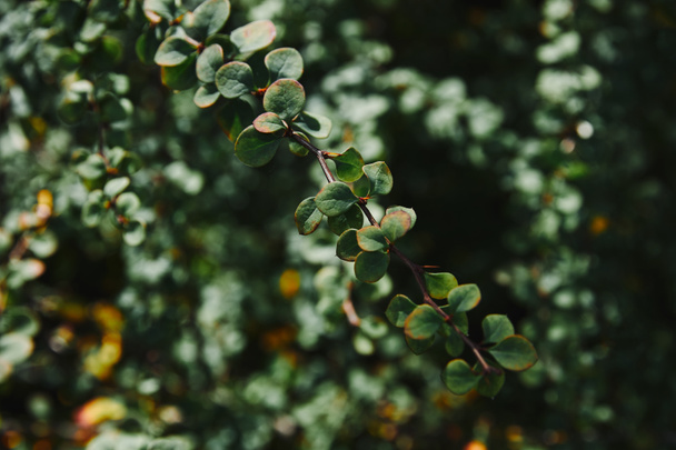 primer plano de hojas verdes en ramitas con fondo borroso
 - Foto, Imagen
