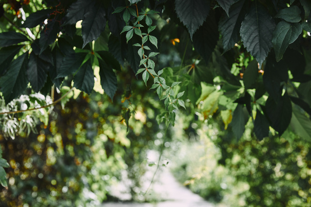 Wilde Weinblätter im Garten mit verschwommenem Weg - Foto, Bild