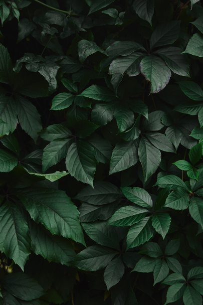 primo piano di verdi foglie di vite selvatica in giardino
 - Foto, immagini