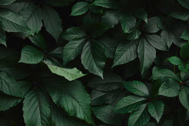 close up of dark green wild vine leaves in park - Photo, Image