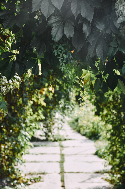 feuilles de vigne sauvage vertes dans le jardin au-dessus du chemin flou
 - Photo, image