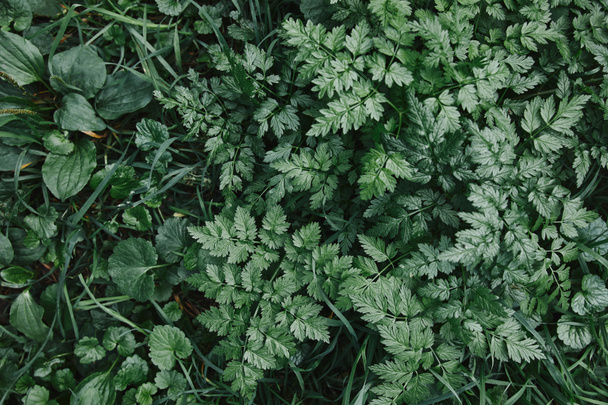a zöld növények és a füves kertben felülnézet - Fotó, kép