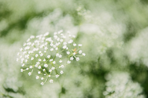 close-up shot of blossoming white wildflowers - Foto, imagen