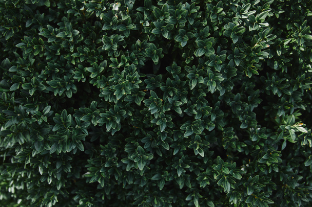 gros plan de feuilles vertes de buisson dans le jardin
 - Photo, image