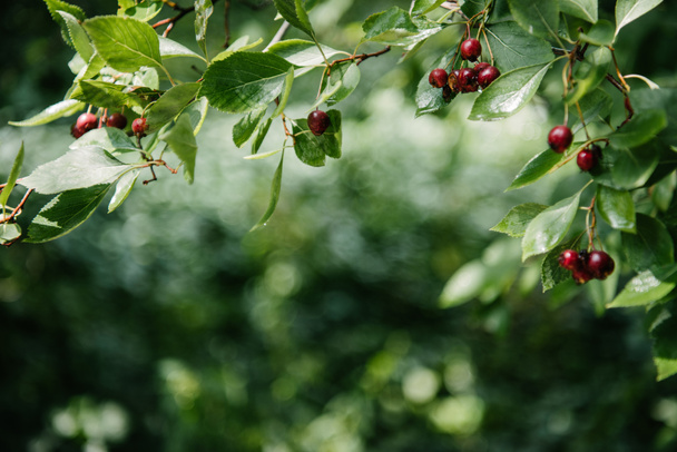 közeli lövés, piros bogyós gyümölcsök a fa növekvő - Fotó, kép
